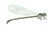 Watercolor Dragonfly. Hand Drawn Illustration Insect Isolated. Realistic. For Decor, Prints.