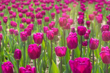 Fototapeta  - field of purple tulips in the rays of the sun. Beautiful floral background.