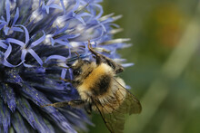 Closeup On A Fluffy Hairy Queen White-tailed Bumblebee , Bombus Lucorum On A Blue Thistle Flower