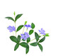 Delicate blue periwinkle flowers (Vinca minor)  in a floral corner arrangement  isolated on transparent background.