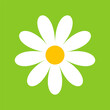 © Yaroslav - Camomile, flower great design for any purposes. Cartoon illustration with white camomile on green background.