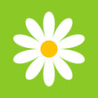 © Yaroslav - Camomile, flower great design for any purposes. Cartoon illustration with white camomile on green background.
