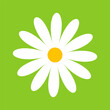 © Yaroslav - Camomile, flower great design for any purposes. Cartoon illustration with white camomile on green background.