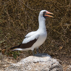 Wall Mural - Red-footed booby on Isla de la Plata, Manabi Province, Ecuador, South America
