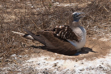 Wall Mural - Blue-footed booby sitting on eggs on Isla de la Plata, Manabi Province, Ecuador, South America
