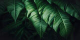 Fototapeta Dmuchawce - Natural green tropical leaf Texture background