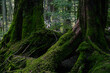 The Mossy Forest