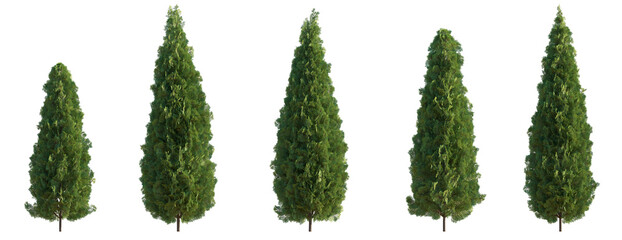 Wall Mural - thuja occidentalis smaragd evergreen emerald green american arbovitae bush shrub isolated png on a t