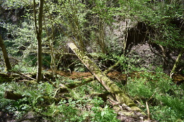 Sticker - Fallen Trees across a River