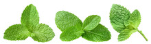 Collection Of Fresh Mint Leaves Cut Out