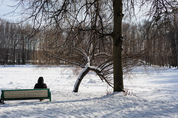 Wall Mural - winter in the park