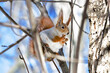 Red squirrel on a tree eats nut