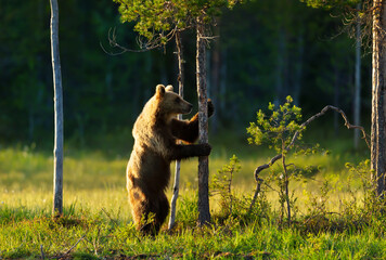 Wall Mural - eurasian brown bear standing on its rear legs
