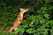 Red fox eating rowan berries in late summer