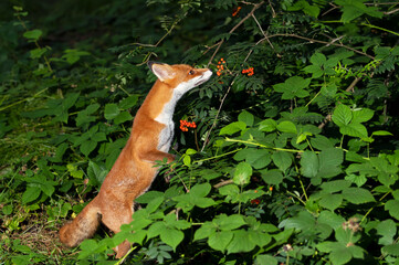 Wall Mural - Red fox eating rowan berries in late summer