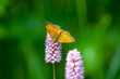 orange butterfly on pink flower