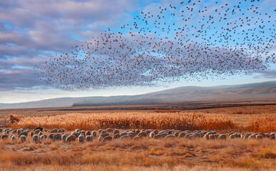 Fototapete - Herd of sheep grazing in a hill at Dramatic sunset sky - Beautiful large flock of starlings - The natural phenomenon 