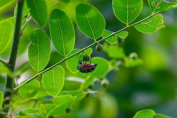 Wall Mural - Scutelleridae is a family of true bugs. They are commonly known as jewel bugs or metallic shield bugs due to their often brilliant coloration.