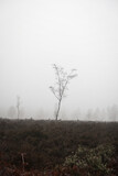 Fototapeta Miasta - foggy sight