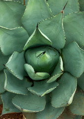 Wall Mural - close up of a cactus