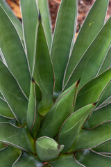 Wall Mural - aloe vera plant