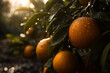 Orange trees plantation. Water drops on oranges. Generative AI