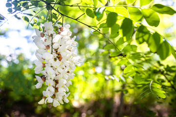 Wall Mural - White acacia on a sunny day. Fragrant delicious flowers on the tree. Fresh petals of pseudoacacia flowers. Ornamental honey plant with pollen on a sunny day