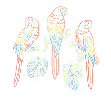 Colourful Lines Tropical Parrot Monstera Leaf Vector Illustration Set. Ara Macaws Paradise Bird Clipart. Linear Sketchy Style Graphics.