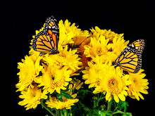 Pair Of Butterflies On A Bouquet Of Yellow Flowers