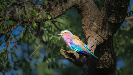 Wall Mural - Lilac-breasted roller perched in a with natural background, Kruger National Park