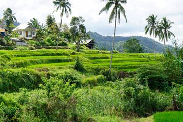 Wall Mural - rice fields on bohol islnd at the philippines