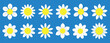 © Maksim - Daisy chamomile icon. Camomile super big set. Flat style design. Cute white flower head plant nature collection. Decoration element.