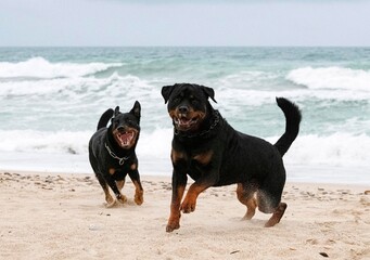 Sticker - rottweiler and beauceron on the beach