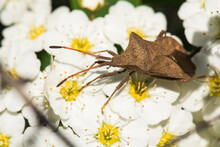 A Brown Bug Is Sitting On A White Flower And Eating Pollen Greedily
