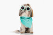 adorable little shih tzu puppy wearing flowers sunglasses and bandana