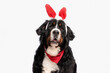 adorable berna shepherd pup wearing red bandana and bunny ears headband