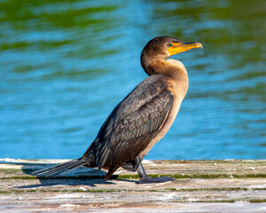 ahinga perched on a platform