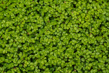 Natural foliage, leaves green plant background. leaf texture. Green plant natural pattern background