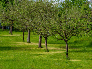 Poster - Streuobstwiese im Frühjahr