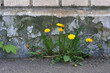 dandelions growing through the asphalt. plants destroy the foundation of the building