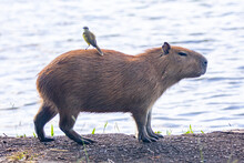 South American Capybara Rm Closeup And Selective Focus