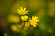 Closeup of yellow spring flowers of lesser celandine