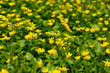 A field of yellow spring flowers of lesser celandine