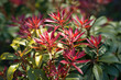 Fresh new bright red spring growth of Pieris japonica