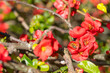 Bush of the blossoming red japanese quince