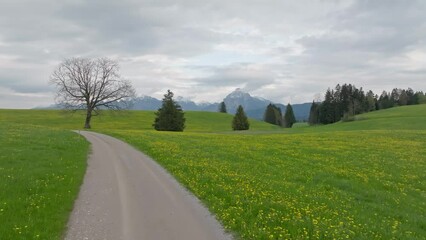 Wall Mural - Large green meadows at Allgau Germany -aerial view - aerial drone photography