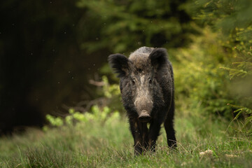 Wall Mural - Wild boar in the spring forest. Calm wild pig among the trees. European wildlife during spring. Wild sow hiding small piglets.
