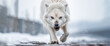 White Wolf, The Lethal Beauty of the Arctic Wolf: Stunning Yet Deadly.  Generative AI.