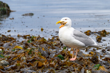 Wall Mural - Gull eating a small sea star at low tide, spring on the beach at Golden Gardens park
