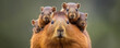 Capybara Family,  A Heartwarming Display of Maternal Love and Curious Babies.  A captivating scene of nature's beauty and innocence.  Generative AI. 